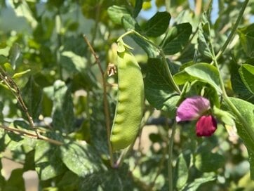 「キヌサヤ」と「スナップエンドウ」、なにが違う？おいしいものを見分けるには、豆に注目