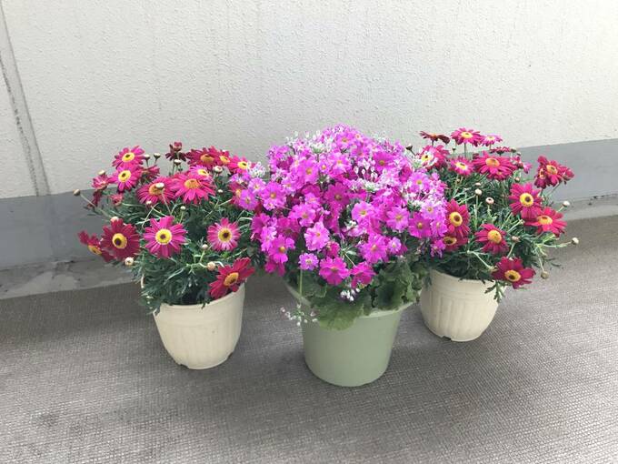 花(鉢植え)約15cmを3鉢ほど用意し、プランターの中にセット