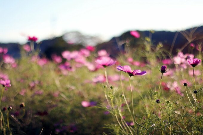 ローポジション(低い位置)+水平アングル(真っすぐ構えて撮る)