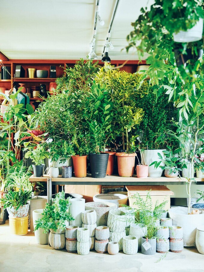 植え替えてベストな状態で販売