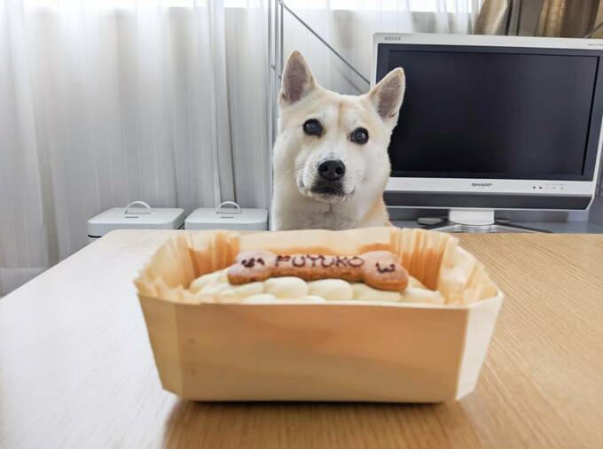 わんこも人も食べられるオーダーケーキ ふうちゃんもペロリ 保護犬マンガ Esseonline エッセ オンライン